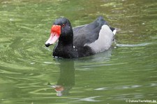 Peposakaente (Netta peposaca) im Kölner Zoo