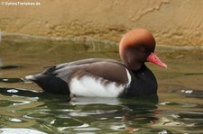 männliche Kolbenente (Netta rufina) im Kölner Zoo