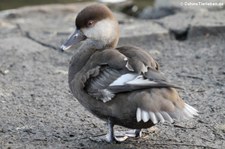 weibliche Kolbenente (Netta rufina) im Kölner Zoo