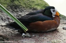 Schmuckzwergente (Nettapus auritus) im Kölner Zoo