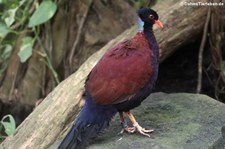 Grünnacken-Fasantaube (Otidiphaps nobilis) im Kölner Zoo