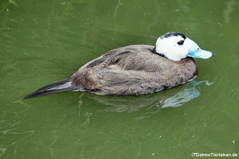 Oxyura leucocephala-2