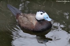 Weisskopfruderente (Oxyura leucocephala) im Kölner Zoo