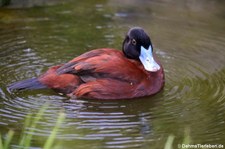 Afrikanische Ruderente (Oxyura maccoa) im Kölner Zoo