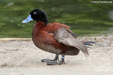 Afrikanische Ruderente (Oxyura maccoa) im Kölner Zoo