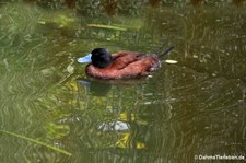 männliche Bindenruderente (Oxyura vittata) im Kölner Zoo