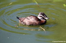 weibliche Bindenruderenten (Oxyura vittata) im Kölner Zoo