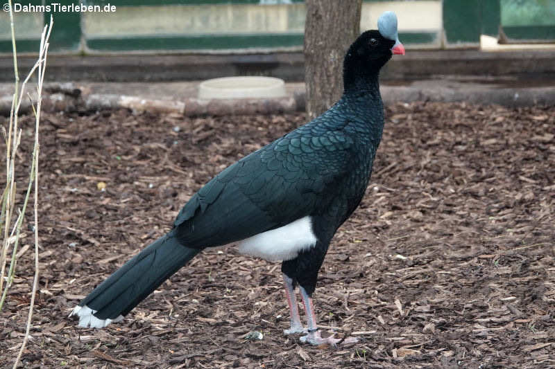 Nördlicher Helmhokko (Pauxi pauxi pauxi)