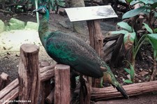 Ährenträgerpfau (Pavo muticus) im Kölner Zoo