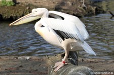 Rosapelikan (Pelecanus onocrotalus) im Kölner Zoo