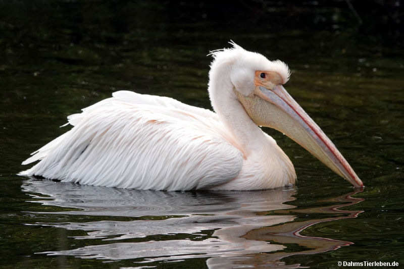 Pelecanus onocrotalus-7