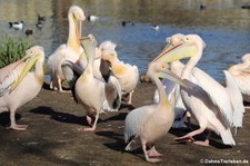 Rosapelikane (Pelecanus onocrotalus) im Kölner Zoo