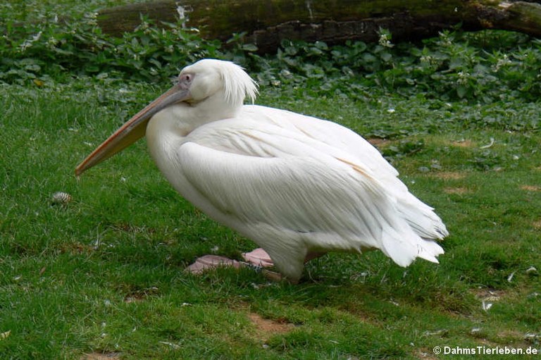 Pelecanus onocrotalus