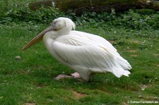 Rosapelikan (Pelecanus onocrotalus) im Kölner Zoo