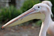 Rosapelikan (Pelecanus onocrotalus) im Kölner Zoo