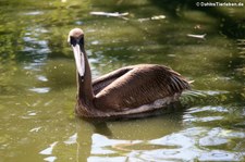 Junger Rosapelikan (Pelecanus onocrotalus) im Kölner Zoo