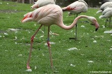 Rosaflamingos (Phoenicopterus roseus) im Zoo Köln