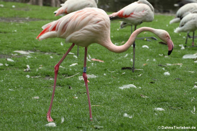 Phoenicopterus roseus