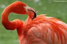 Kubaflamingo (Phoenicopterus ruber ruber) im Kölner Zoo