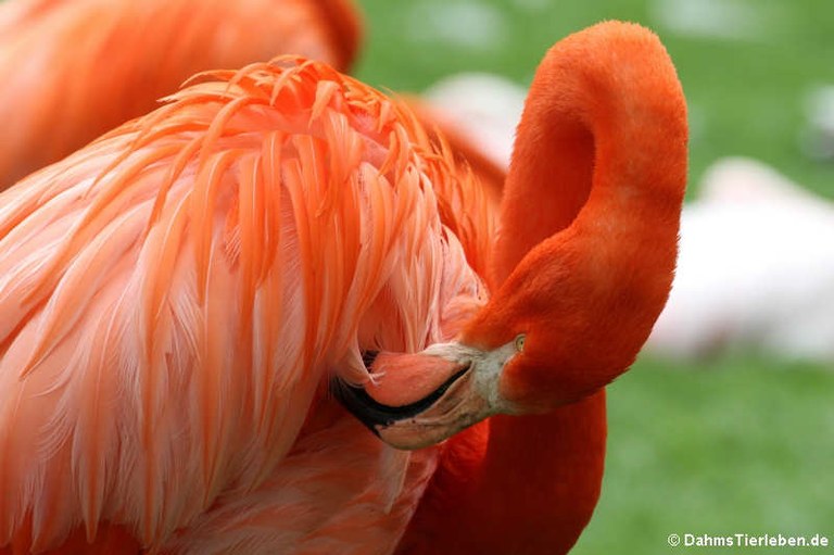 Phoenicopterus ruber