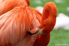 Kubaflamingo  (Phoenicopterus ruber ruber) im Kölner Zoo