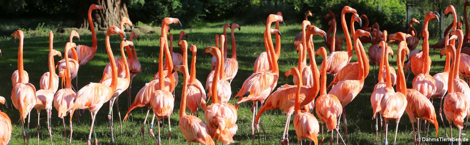 Kubaflamingos (Phoenicopterus ruber)