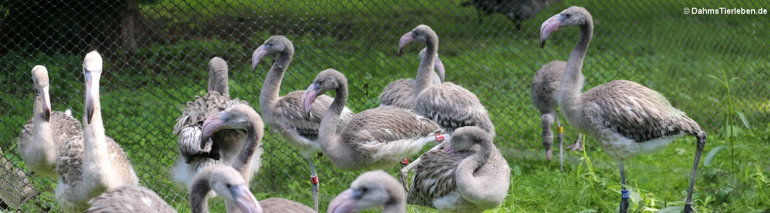 Kubaflamingo (Phoenicopterus ruber)