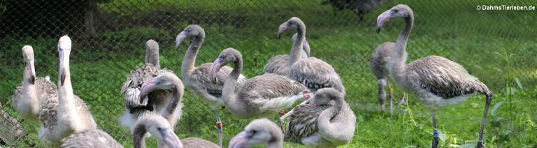 Phoenicopterus ruber (juvenil)