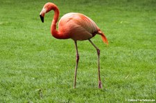 Roter Flamingo (Phoenicopterus ruber ruber) im Zoo Köln