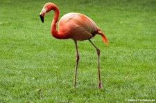 Kubaflamingo (Phoenicopterus ruber ruber) im Kölner Zoo