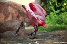 Rosalöffler (Platalea ajaja) im Kölner Zoo