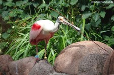 Rosalöffler (Platalea ajaja) im Kölner Zoo