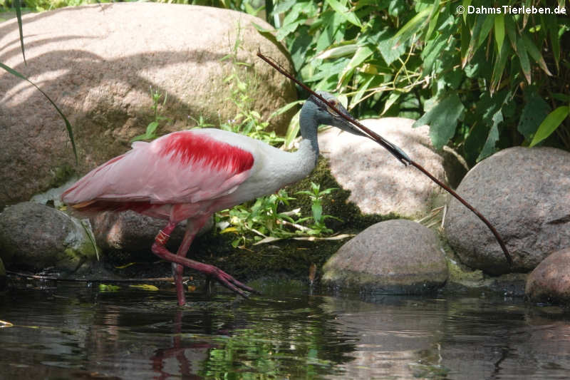 Platalea ajaja