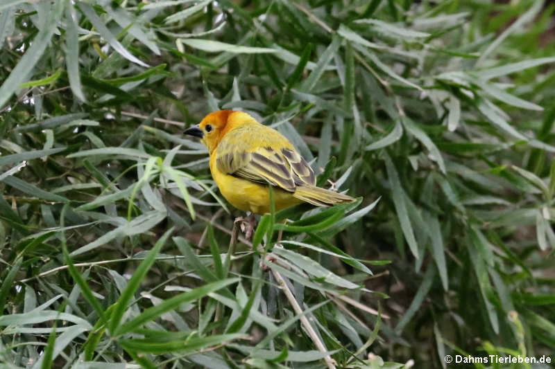 Ploceus castaneiceps-2