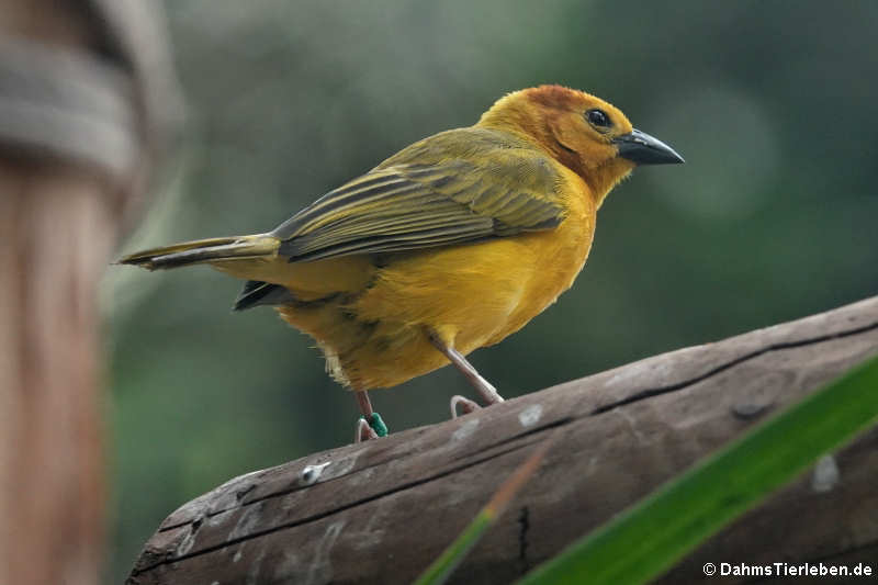 männlicher Genickbandweber (Ploceus castaneiceps)