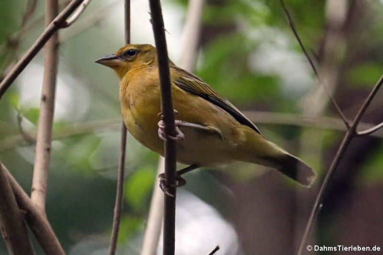 Ploceus castaneiceps