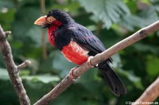 Furchenschnabel-Bartvogel (Pogonornis dubius) im Kölner Zoo