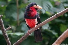 Furchenschnabel-Bartvogel (Pogonornis dubius) im Kölner Zoo