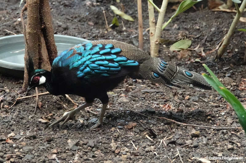 Palawanpfaufasan Polyplectron napoleonis-1