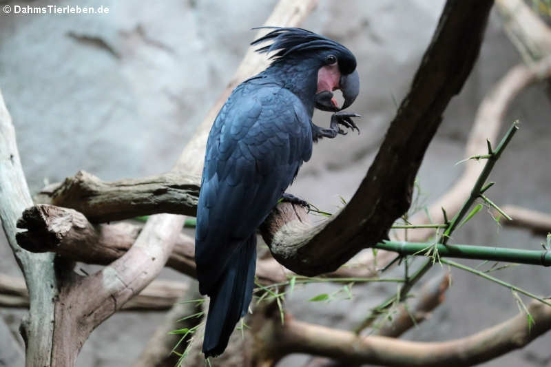 Palmkakadu (Probosciger aterrimus)