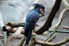 Palmkakadu oder Arakakaku (Probosciger aterrimus) im Zoo Köln