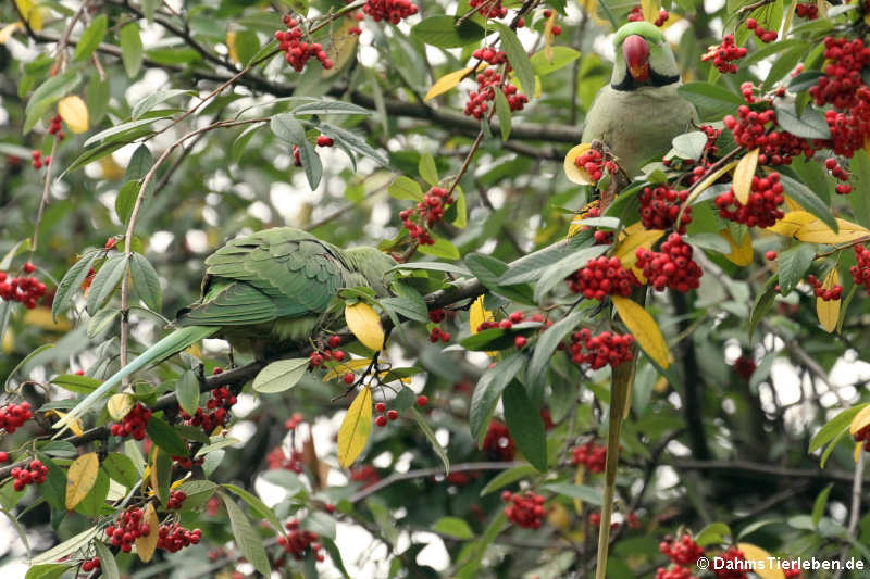 Halsbandsittiche Psittacula krameri-1