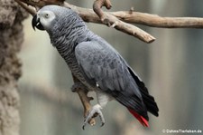 Kongo-Graupapagei (Psittacus erithacus erithacus) im Kölner Zoo