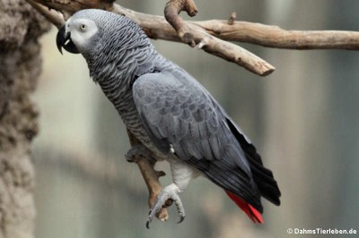 Graupapagei (Psittacus erithacus)
