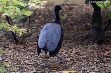 Grauflügel-Trompetervogel (Psophia crepitans) im Kölner Zoo