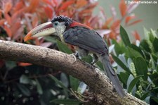 Krauskopfarassari (Pteroglossus beauharnaisii) im Kölner Zoo