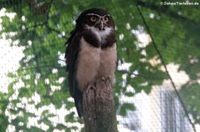 Adulter Brillenkauz (Pulsatrix perspicillata) im Kölner Zoo