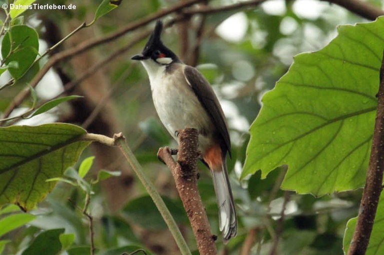 Pycnonotus jocosus