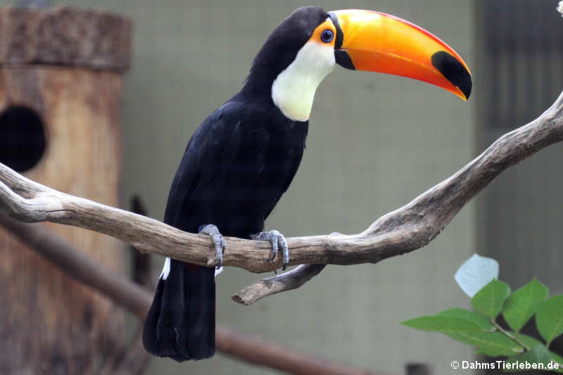 Riesentukan (Ramphastos toco)