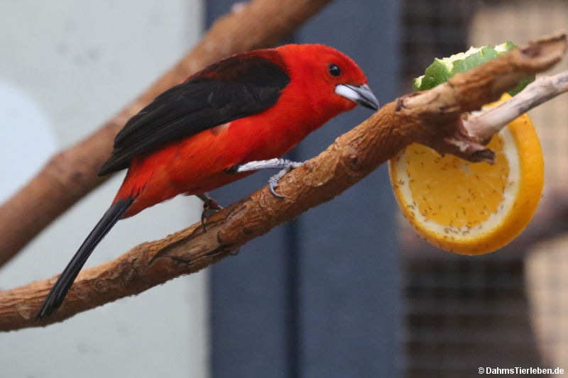 männl. Brasiltangare (Ramphocelus bresilius))